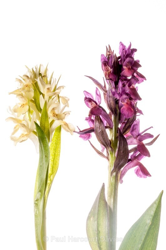  - WB: Orchids - Various