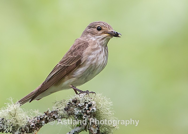 Astland Photography, Bird and Wildlife Images, Susan and Peter Wilson, U.K