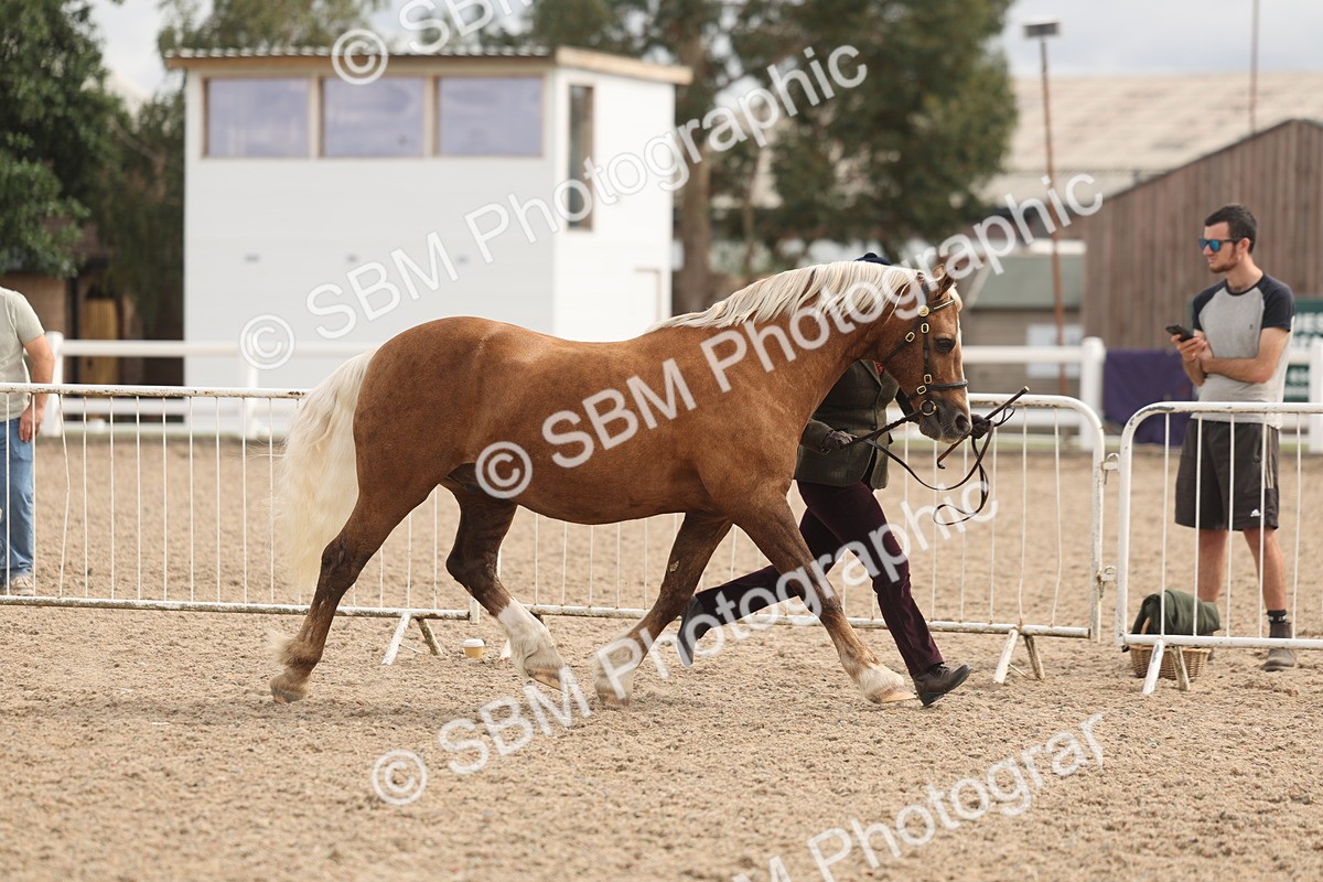 SBM_04967 - Class 20 - IH Veteran