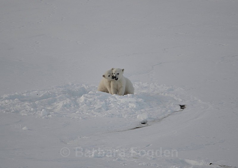 Polarbear cubs 8 - Latest Photos