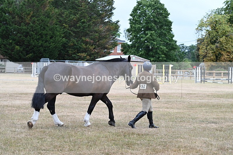 WJ7_0010 - Class 5a Most Handsome Gelding (above 14.2hh)
