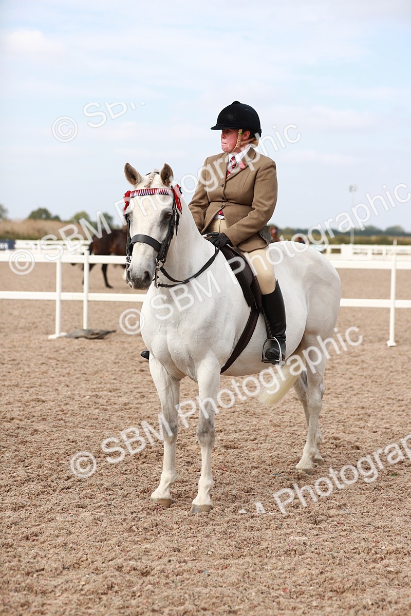 SBM_17547 - Class 215 Ridden Hack/ Riding Horse