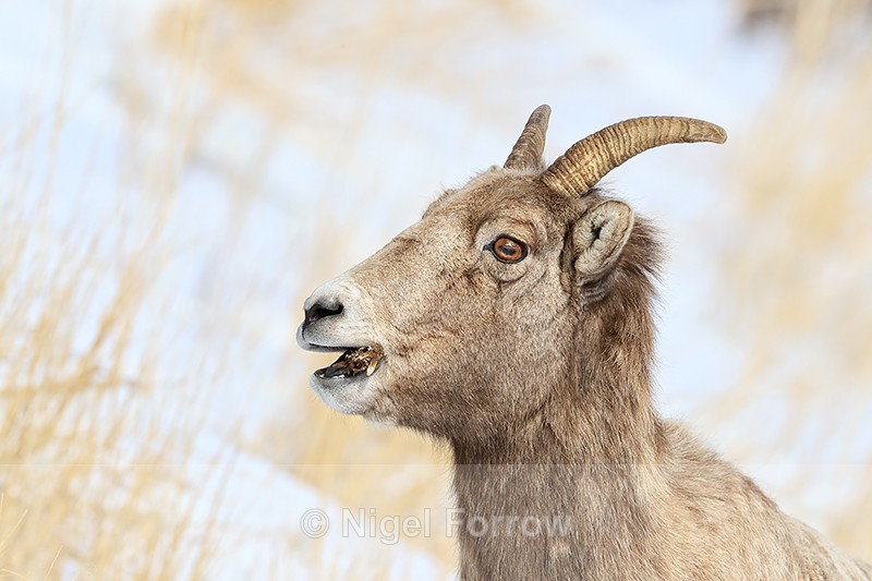 Bighorn Sheep (female) portrait side, Yellowstone - Sheep