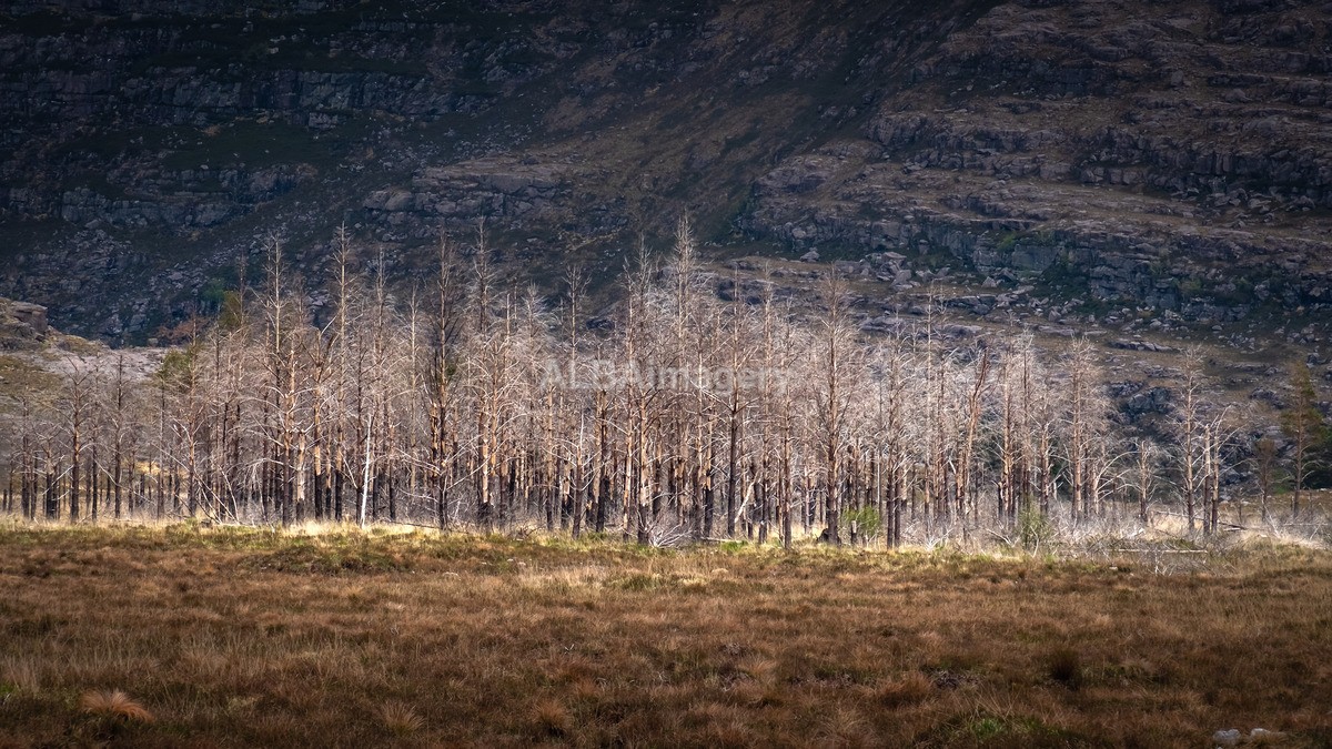 Burnt Trees of Torridon - My Scotland - The Landscapes