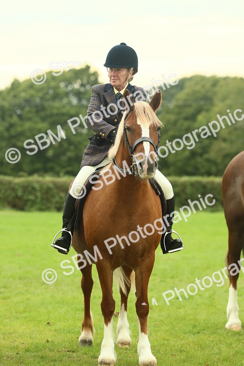 SBM_72221 - S60 - Mountain & Moorland Ridden Large Breeds