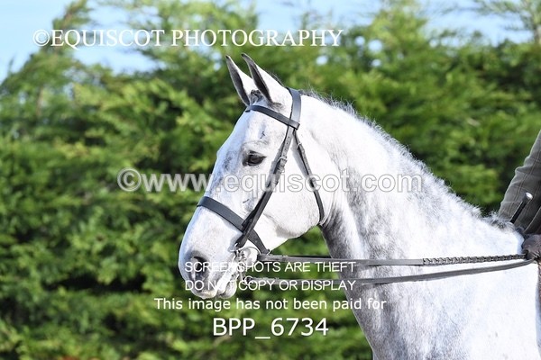 BPP_6734 - RING 1  (RIDDEN HORSES / IN HAND / VETERAN ETC)