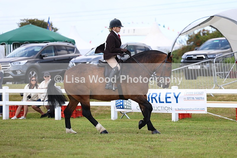 3E7A9693 - Class 5: Rising Star Lightweight/Heavyweight Cobs