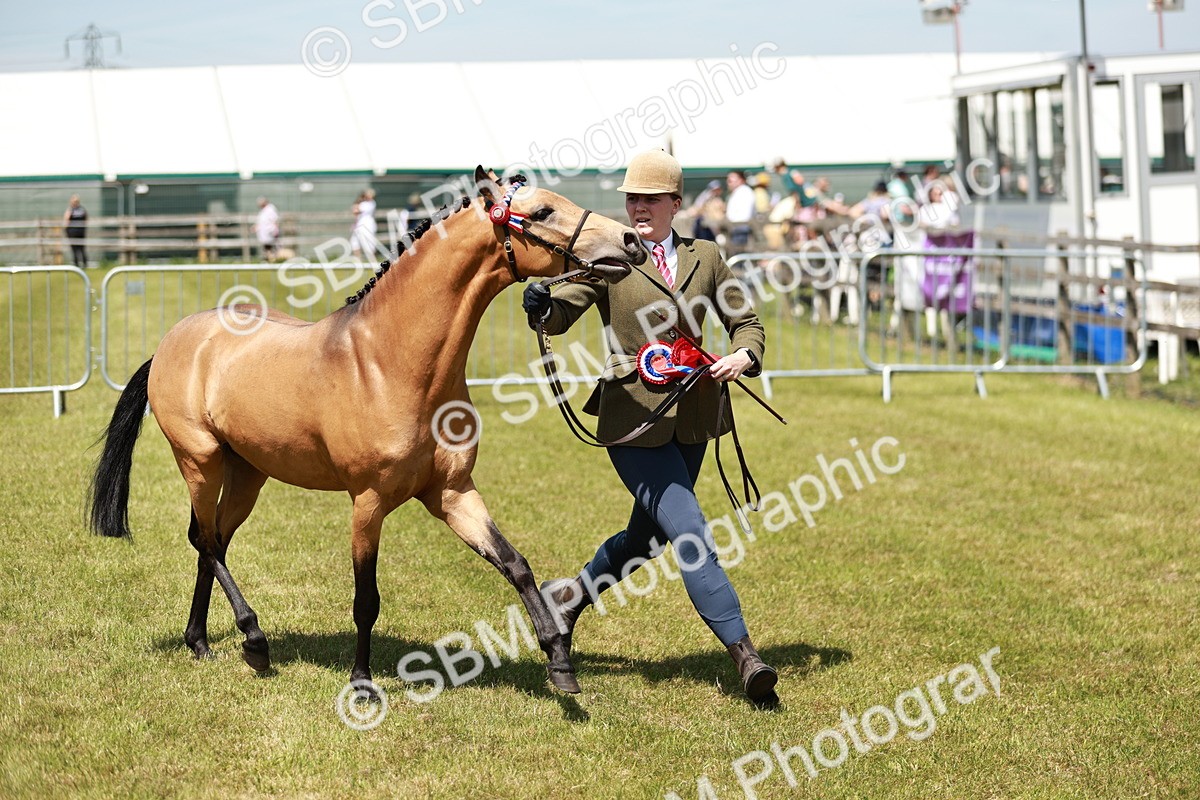 SBM_05596 - Class 41-45 - Riding Pony-Hunter Pony Breeding