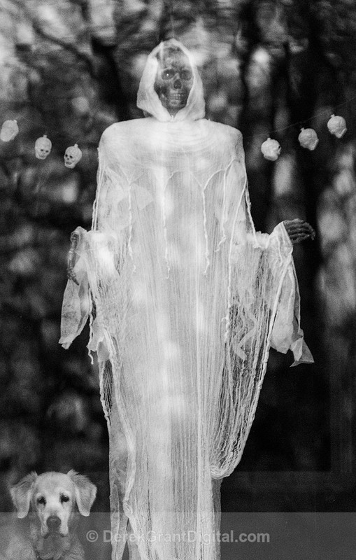 Halloween: Dogs & Monsters - Autumn Festival