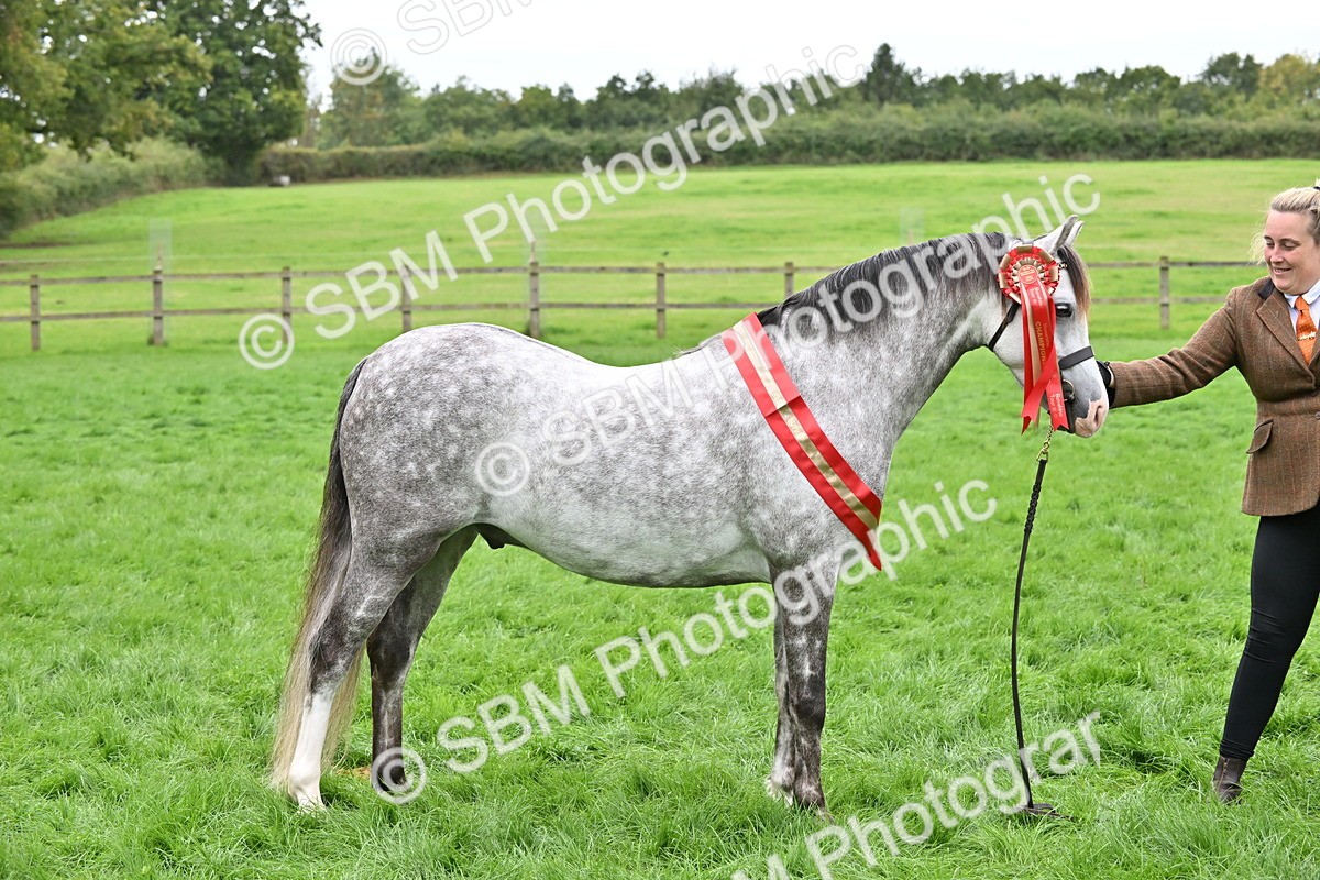 SBM_65026 - In Hand Pony & Younstock Supreme Championship
