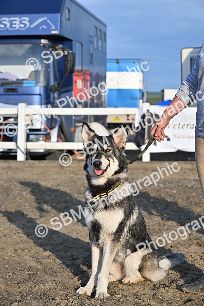 SBM_09443 - Lorry Dogs
