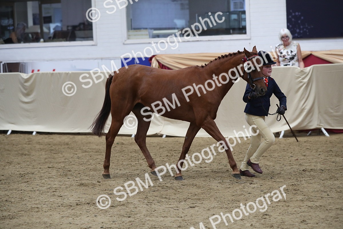 SBM_06434 - Class 9R Regional- IH Pre Vet