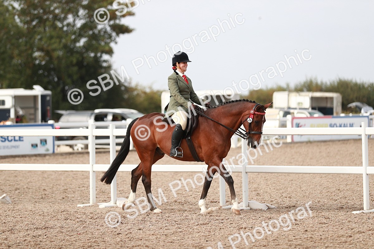 SBM_17429 - Class 215 Ridden Hack/ Riding Horse