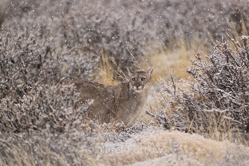 Female Puma Escacha falling snow, Torres del Paine, Chile - Puma
