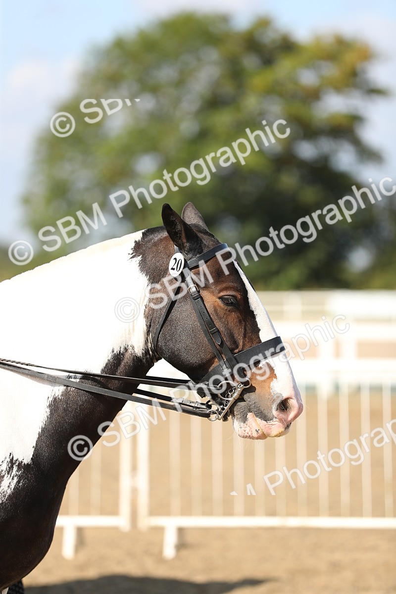 SBM_03199 - Class 44 Riding Club Horse/ Pony