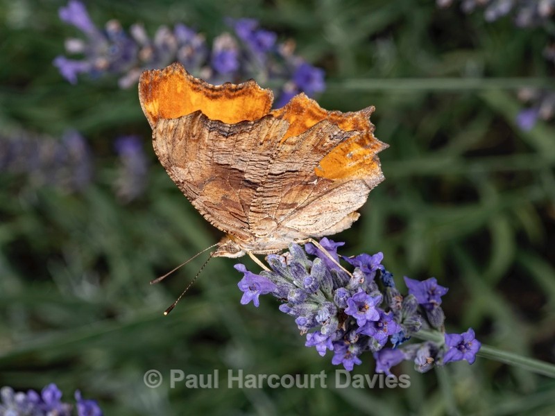 Southern comma (Polygonia egea). - Ten Metres from Home 1. (2020)