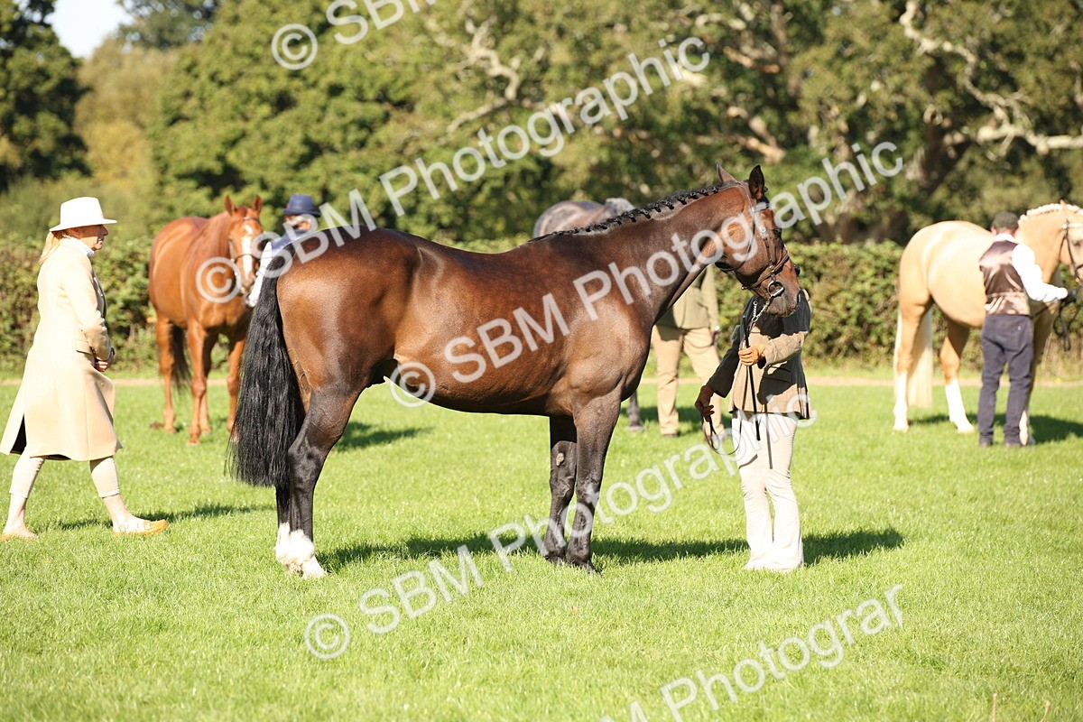 SBM_36614 - S10 - Best In Hand Horse & Pony