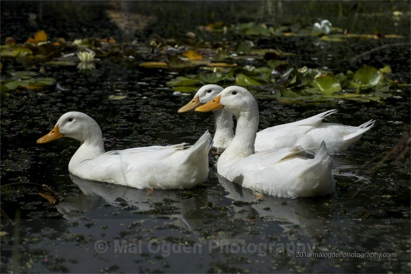 Pekin Ducks - Flora & Fauna