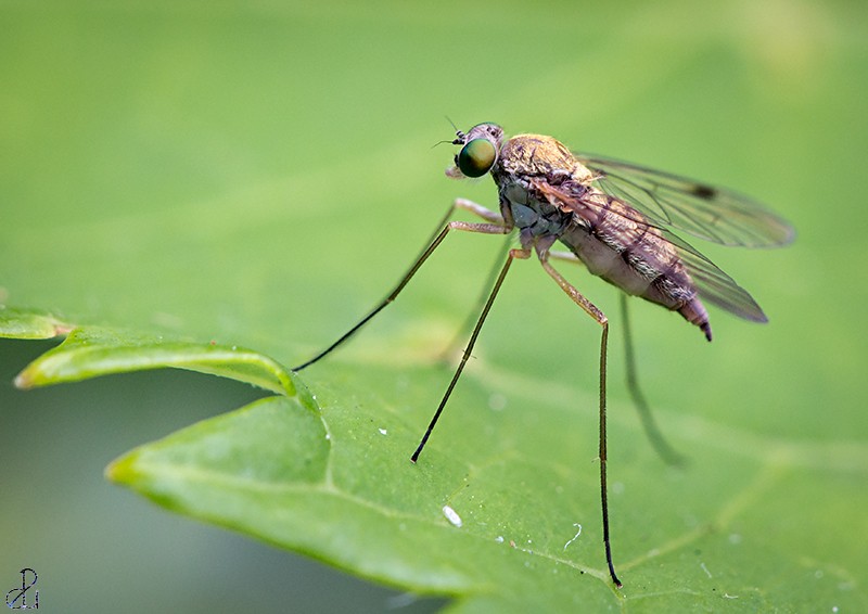 Macro photography by Diana Uzun