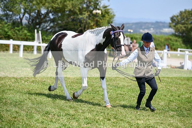 DSC_7853 - Class 65: Coloured Horse 4yrs & Over