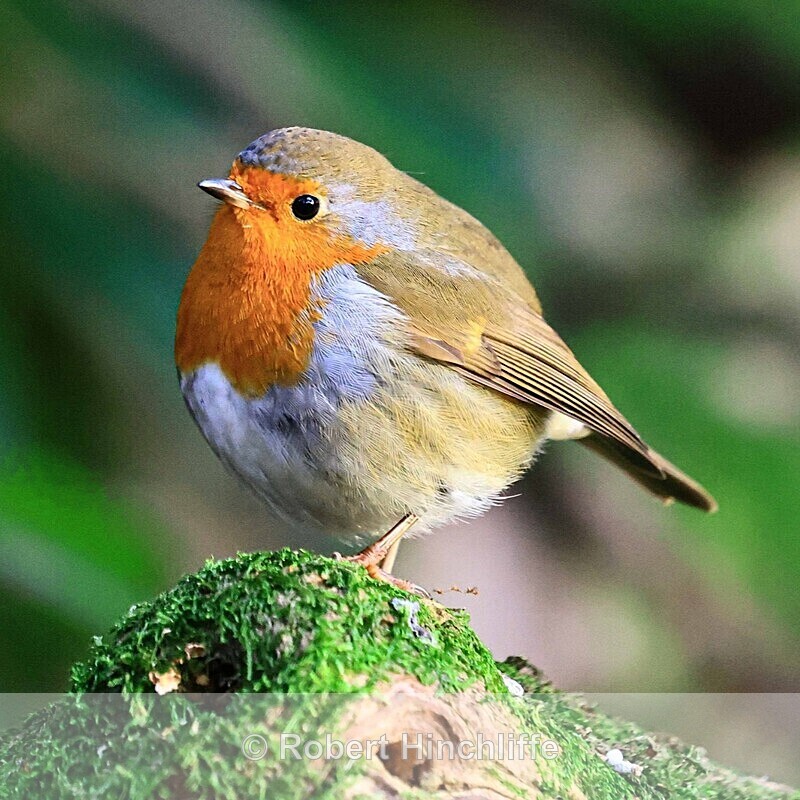 Robin - Cards 2