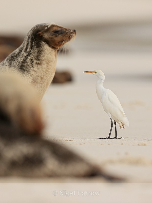 Cattle Egret and Galapagos Sea Lion watchful of each other, Espanola - Cattle Egret