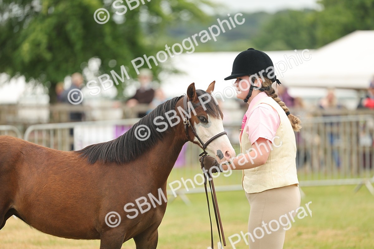 SBM_02173 - Class 50-57 - M&M Welsh Pony In Hand