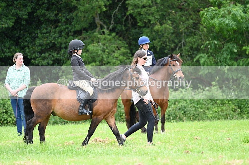 WJ7_4087 - Class 14A Handsome Gelding