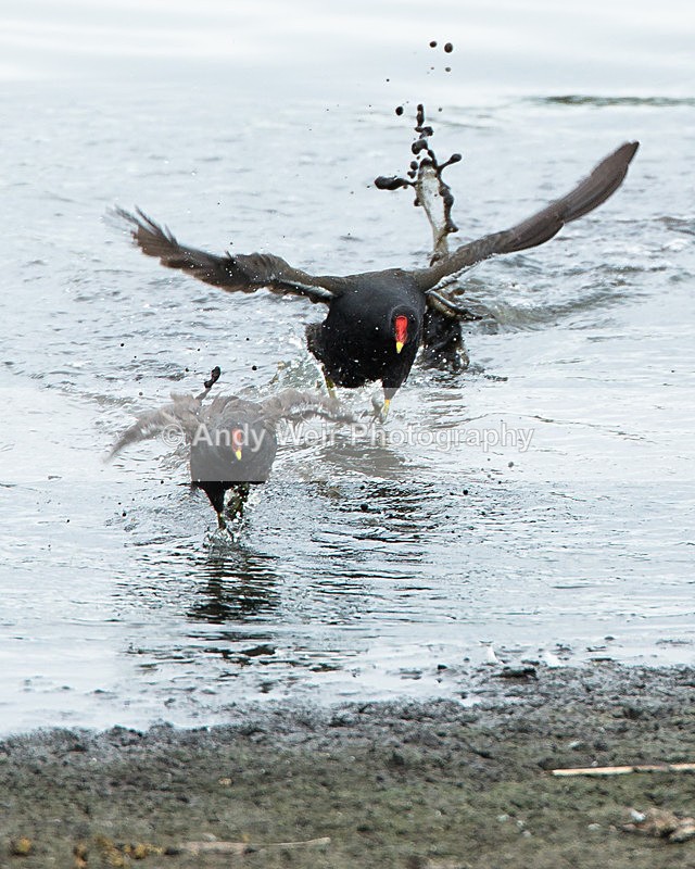 20130721-3K8A5085 - Rails & Coots