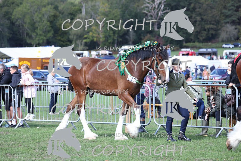 APP_3146 - Class 3 Youngstock