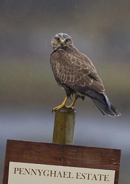 COMMON BUZZARD, ISLE OF MULL - ISLE OF MULL WILDLIFE, Wildlife images from the Inner Hebrides