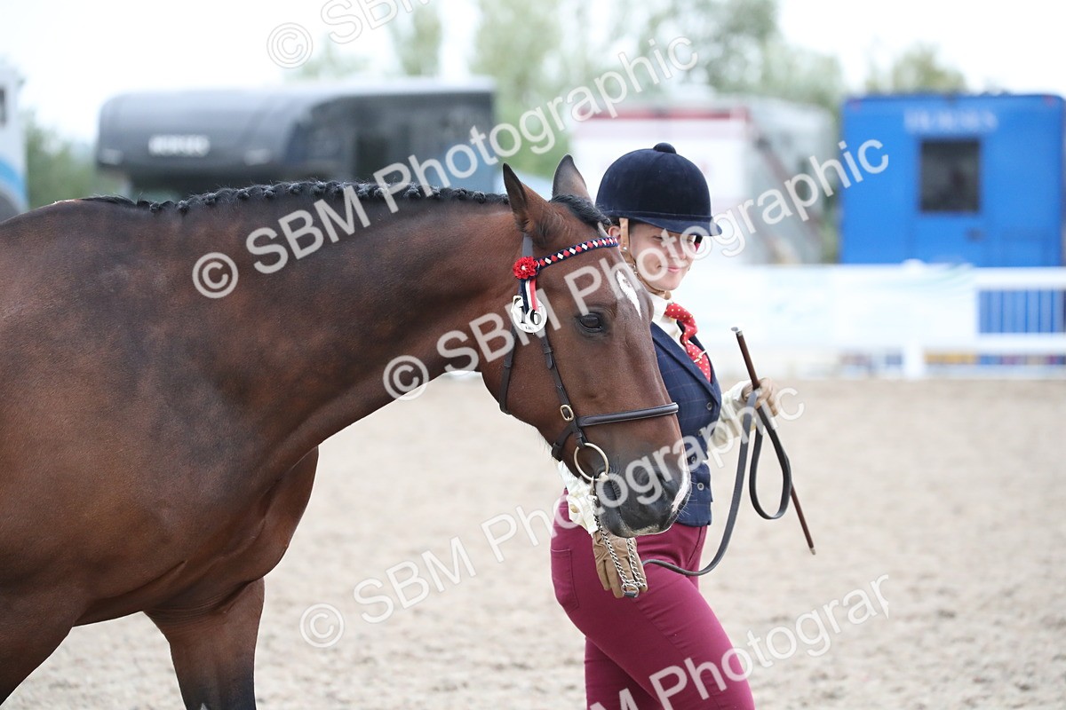 SBM_18276 - Class 318 IH Part bred Horse/Pony