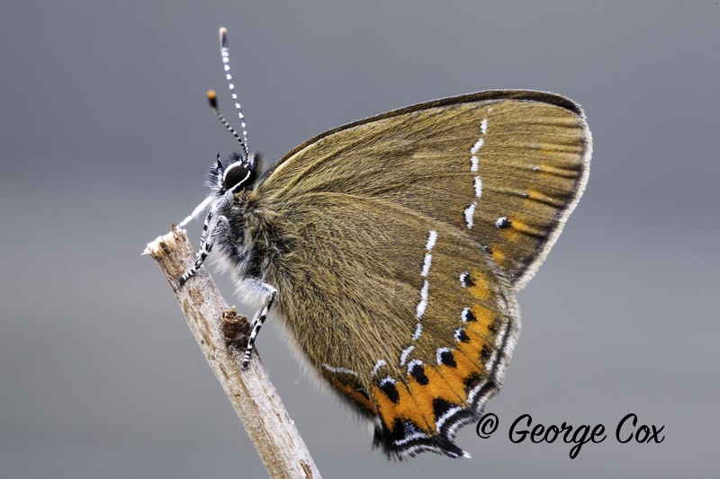 Black Hairstreak - British Butterflies