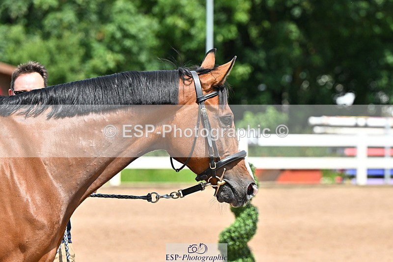 240718A-105314-01747 - Trot Up 1pm to 2pm