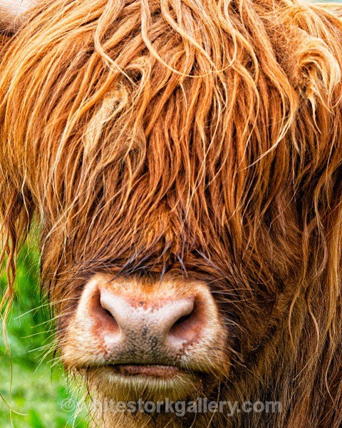 Hidden Face in Highland Cattle - Scottish Highlands