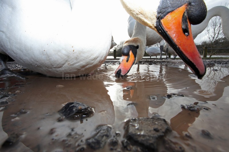 Urban swans wide angle photography_00453 - Birds, swans and gulls