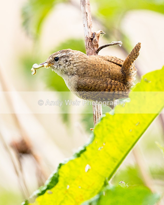 20150523-8E0A9008 - Dunnock & Wren