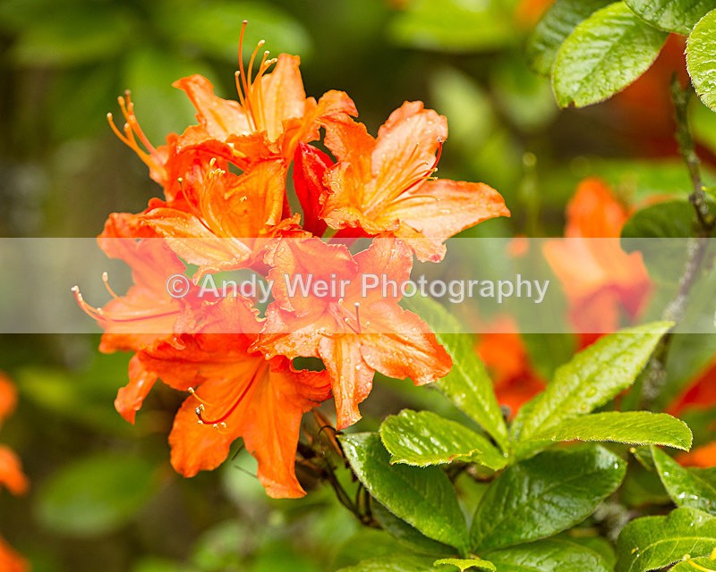 20140525-3K8A1631 - Plants & Flowers