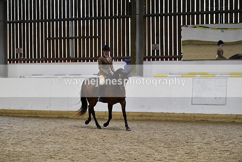 WJ5_8913 - Class 15 Ridden Show Horse