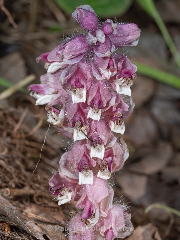 Toothwort (Lathraea squamaria) - Flower Portraits