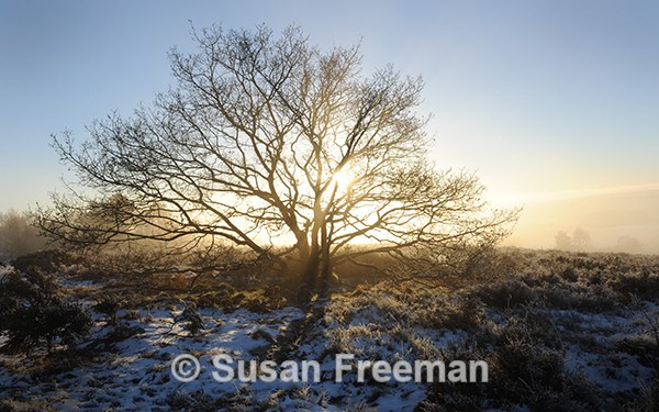 Gentleshaw Common - Landscape