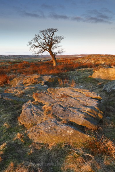 Lone Tree, Bowes Moor.  Ref 3012 - The Pennines and Cumbria