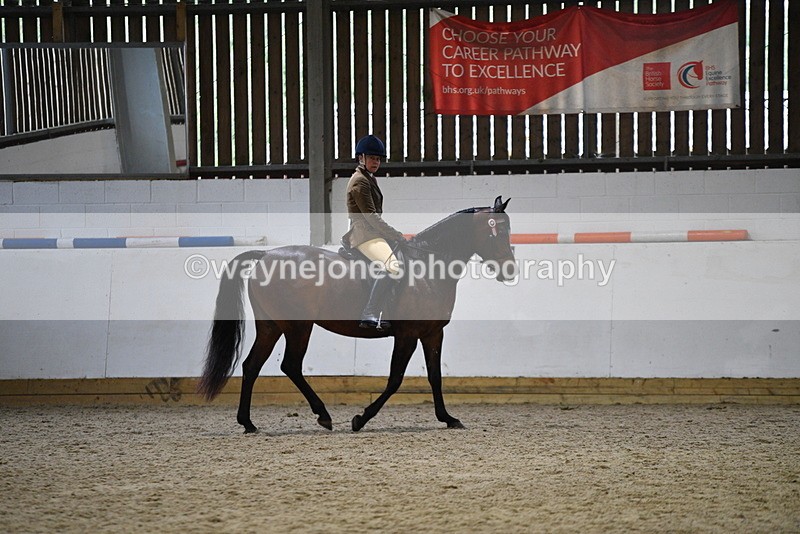 WJ5_8889 - Class 15 Ridden Show Horse