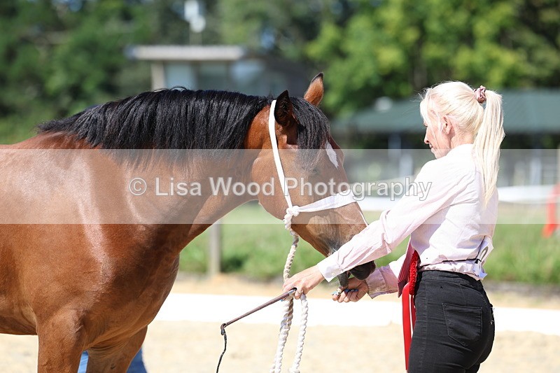 3E7A9895 - In Hand Championship