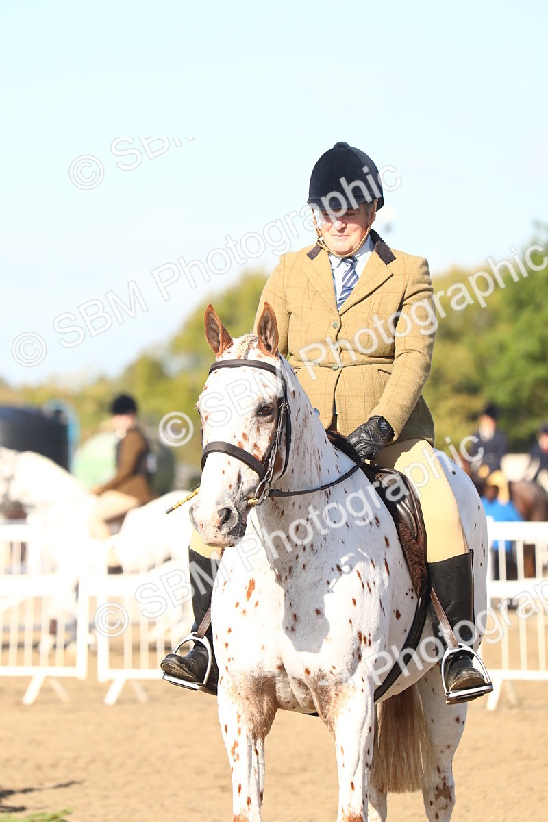 SBM_08590 - Class 502 - Riding Club Horse