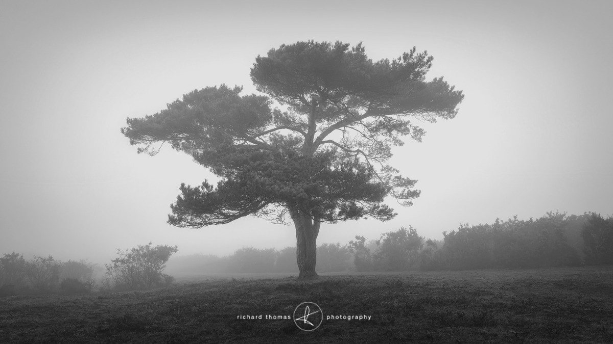 Bratley Burnt - Mono Mist Trees