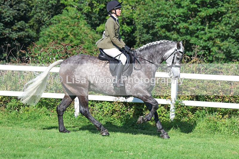 3E7A7835 - Class 2: Open Working Hunter pony