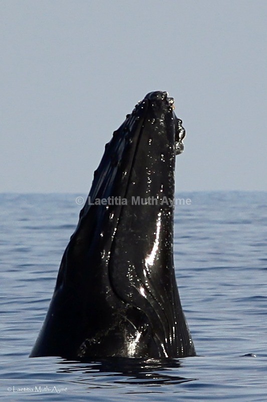 IMG_0378 Mayotte - Marine wildlife