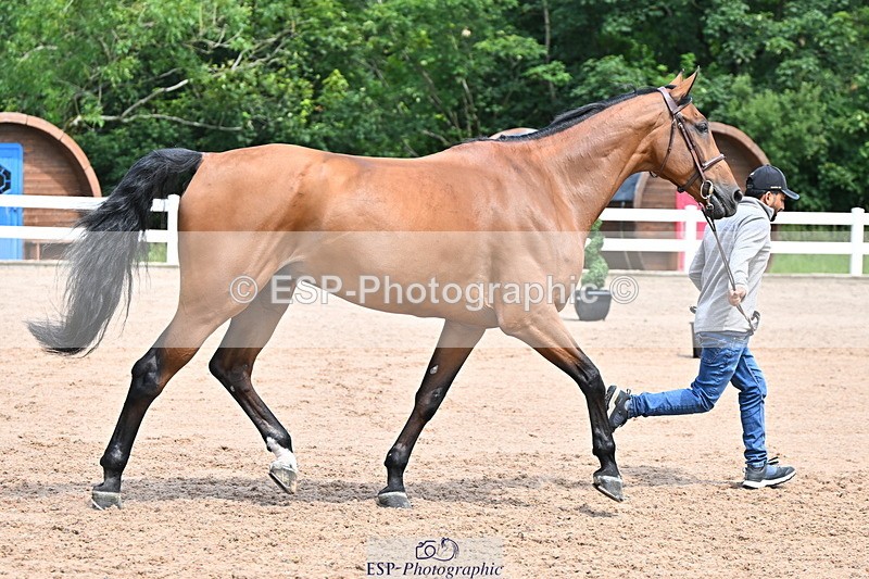 240718A-105255-01329 - Trot Up 12pm to 1pm