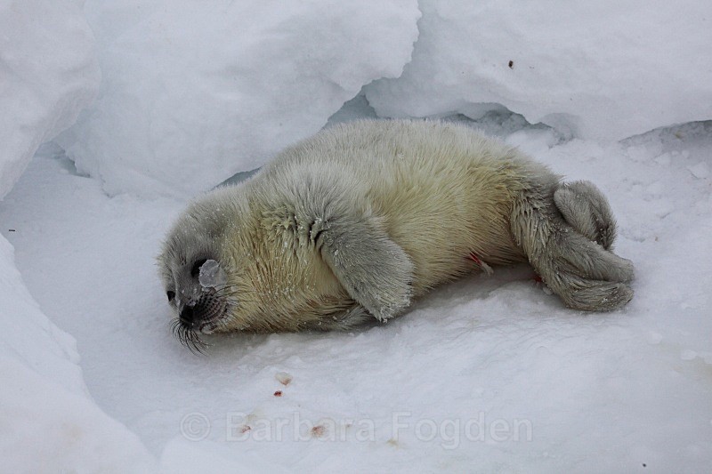 The first day 0510 - First 6 weeks of a seal pup's life
